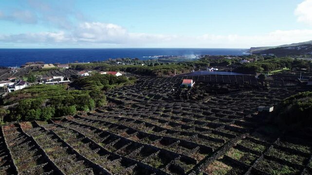 Biscoitos Vineyard Protected Landscape on volcanic soils with stonewalled fields