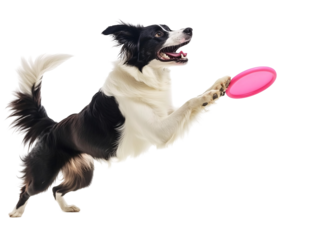 Isolated Border Collie Catching a Flying Disc