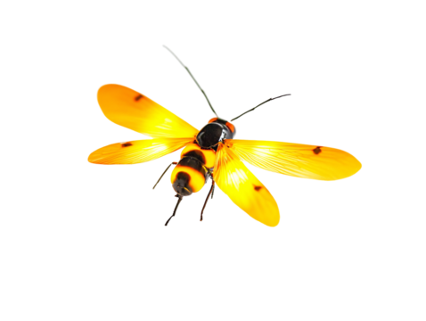Isolated Yellow and Black Firefly Insect Top View
