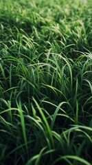 Obraz premium Lush green grass texture. natural and detailed grass background. photoshop textures. Ultra realistic. Photorealistic