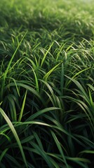 Obraz premium Lush green grass texture. natural and detailed grass background. photoshop textures. Ultra realistic. Photorealistic