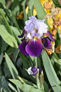 Flower Purple-26