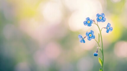 A single blue forget-me-not flower with a blurred garden background, close-up shot, Delicate simplicity style