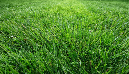 Obraz premium 芝生