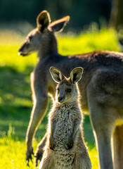 kangaroo and joey