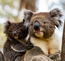 koala in tree