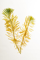 spurge plant on the white background
