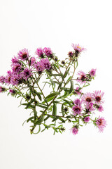 aster flowers on the white background