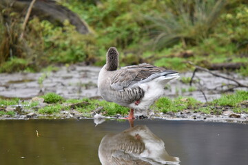 Gans