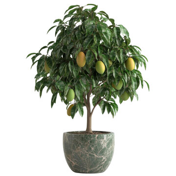 Mango tree, white isolate background