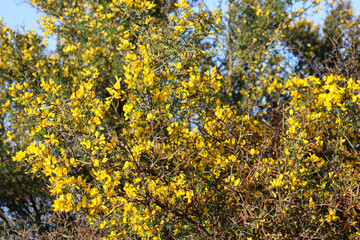 yellow flowering australian native shrub in spring