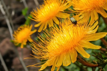 Obraz premium Galapagos Dandelion: Close-up of a Galapagos dandelion flower with a small insect resting on it.