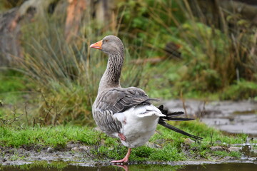 Gans
