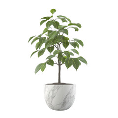 Potted plant, white isolate background