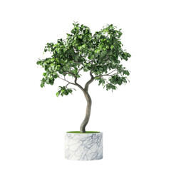Potted tree, white isolate background