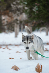 Grey Husky walking in snow park with collar