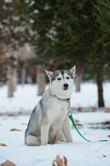 Grey Husky walking in snow park with collar