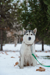 Grey Husky walking in snow park with collar