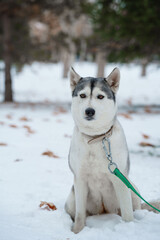 Grey Husky walking in snow park with collar