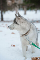 Grey Husky walking in snow park with collar