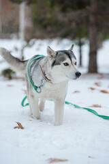 Grey Husky walking in snow park with collar