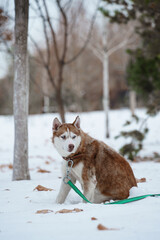 Brown Husky walking in snow park with collar