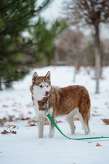 Brown Husky walking in snow park with collar