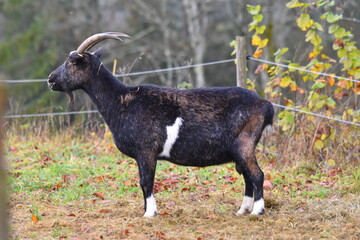 Bergziege