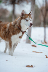 Brown Husky walking in snow park with collar