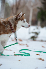 Brown Husky walking in snow park with collar