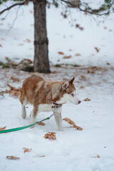 Brown Husky walking in snow park with collar