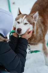 Woman touching Brown Husky walking in snow park with collar