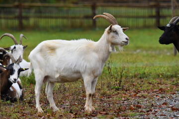 Fototapeta premium Bergziege