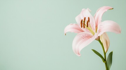 Obraz premium A single blush pink lily against a light sage green background, close-up shot, Minimalist style