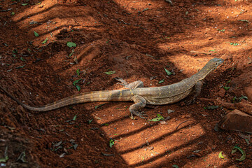 lizard on the sand