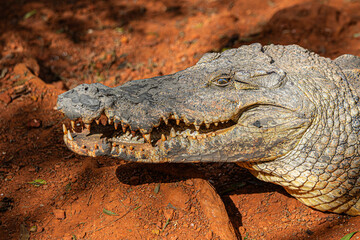 close up of a crocodile