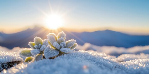 Snow-covered high-altitude plants.
