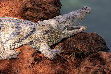 crocodile in the wild