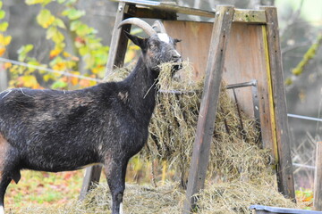 Bergziege