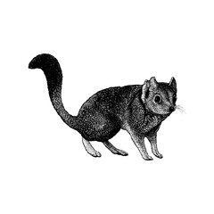 Kowari hand drawing vector isolated on background.