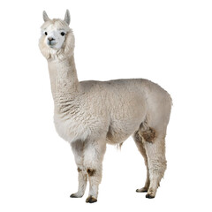 Naklejka premium Realistic photo of full body a fluffy alpaca with soft white wool standing, isolated on transparent background