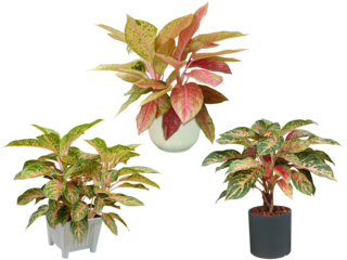 Close-up photo of three beautiful ornamental plants in pots, on a png file with transparent background.