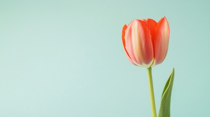 Fototapeta premium A single bright red tulip isolated against a soft light green background, close-up shot, Minimalist style