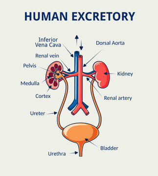 Vector illustration of human excretory system 