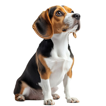 Angled view full body shot of an extremely perfect looking single Beaglier animal isolated on a white transparent background