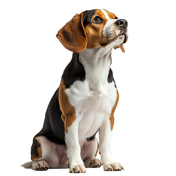 Angled view full body shot of an extremely perfect looking single Beaglier animal isolated on a white transparent background