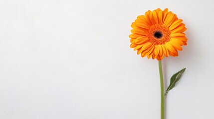 A single bright tangerine gerbera daisy isolated against a light grey background, close-up shot, Minimalist style
