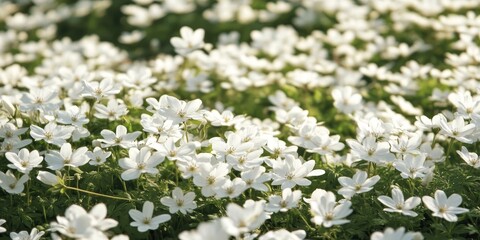 A carpet of white flowers blossoming in abundance, creating a stunning display of white flowers that enhances the natural beauty of the landscape. White flowers are a true visual delight.