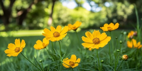 Obraz premium Vibrant yellow cosmos flowers bloom beautifully in the garden, creating a stunning display amidst the lush green grass and trees in the background, highlighting the charm of yellow cosmos flowers.