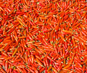 Fototapeta premium Dried chili peppers dried in the sun